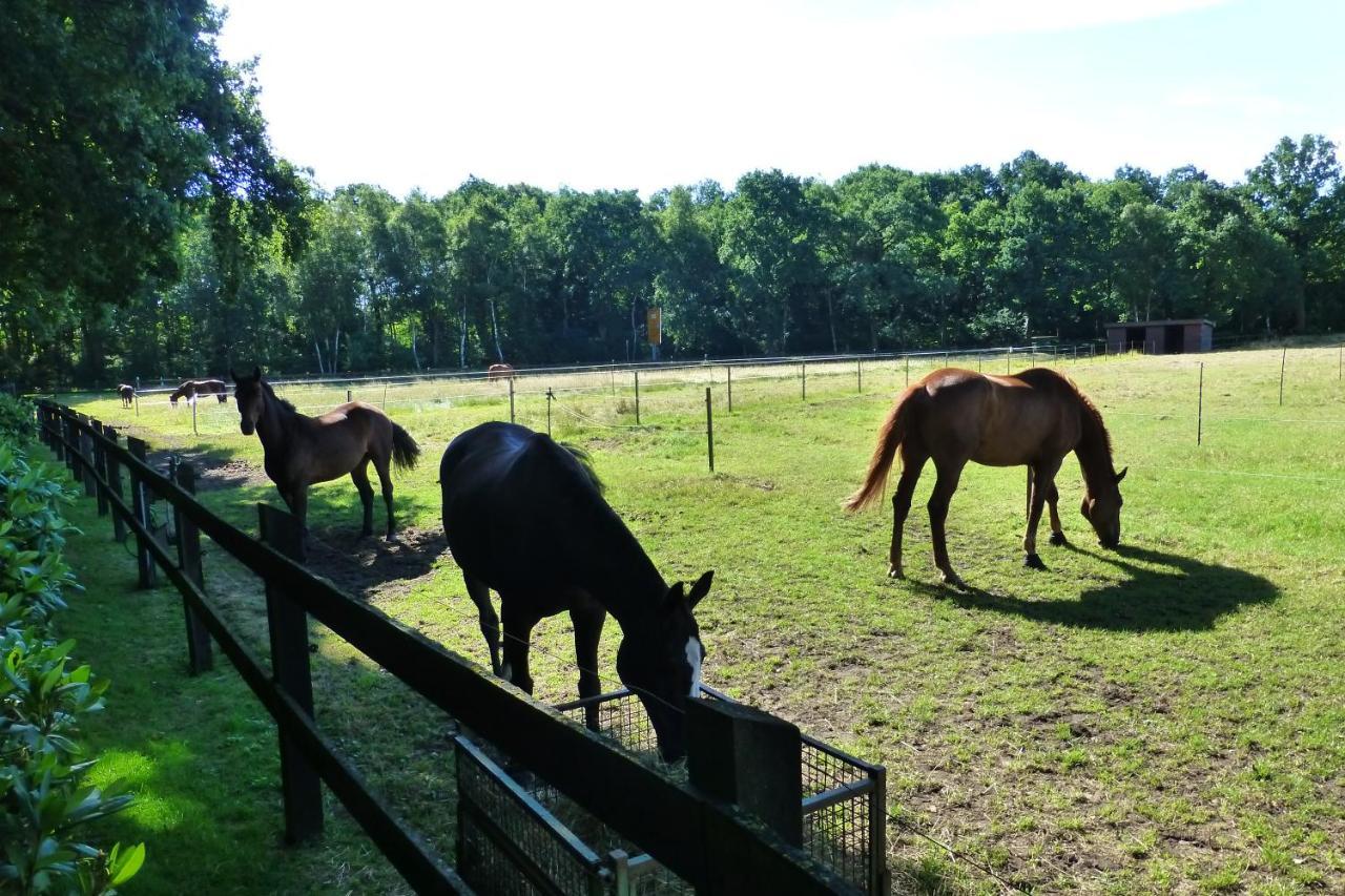 Grosse Ferienwohnung, Auf Bauernhof Mit Ponys Und Pferden, Laendlich Und Ruhig, Naehe Duemmer See Holdorf Exterior photo