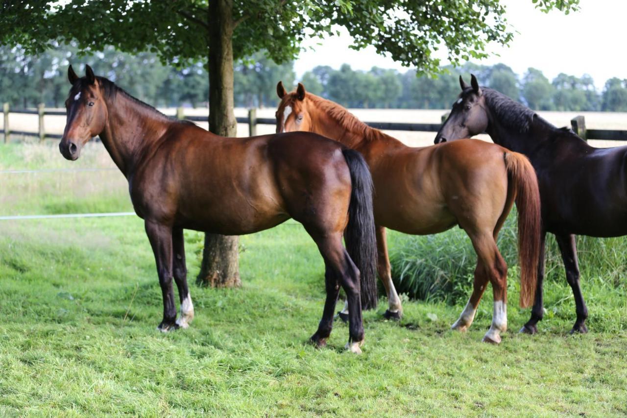 Grosse Ferienwohnung, Auf Bauernhof Mit Ponys Und Pferden, Laendlich Und Ruhig, Naehe Duemmer See Holdorf Exterior photo